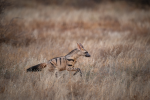 Striped hyena walking through dry grassland with tall brown grasses surrounding it.