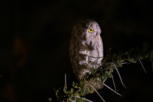 Owl with yellow eyes perched on a thorny branch against a dark background.