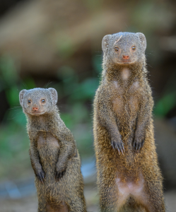 Two mongooses standing upright on their hind legs in a natural outdoor environment.