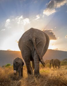 Elephant adult and calf walking in dry grassland with two elephants in background at sunset.