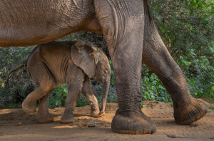 Elephant calf walks beside adult elephant on dirt ground with green plants nearby
