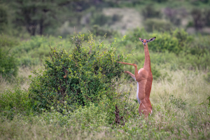 Gerenuk antelope standing on hind legs feeding on leaves from a bush in green grassland.