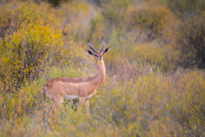 Gazelle with curved horns standing in dense yellow-green natural vegetation outdoors