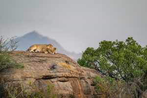 Lioness resting on a large rock with sparse bushes and a mountain in the background
