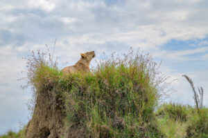 Lioness resting on a grassy mound looking upward under a partly cloudy sky.