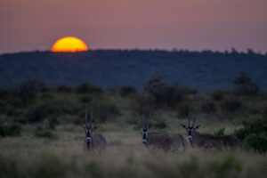 Three oryx antelopes standing in a grassy field with bushes at sunset behind a hill.