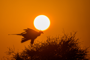 Silhouette of a large crested bird perched on a bush with sun at sunset or sunrise.