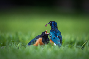 Two colorful birds on grass; one holds an earthworm in its beak feeding the other with an open beak.