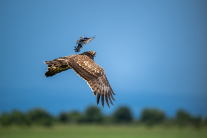 Brown eagle and smaller black bird flying close together over blurred green landscape under blue sky.