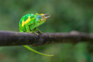 Jackson's chameleon with three horns perched on a branch with green and yellow coloring.