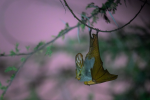 Bat with large ears hanging upside down from a thin branch against a blurred background.