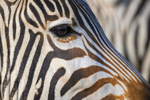Close-up of zebra's eye and detailed black and white striped pattern on its face.