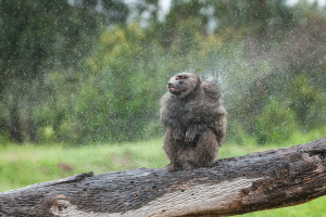 Baboon sitting on fallen tree trunk shaking water off its fur in green outdoor area
