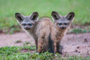 Two bat-eared foxes standing closely together on a dirt path with grass around them