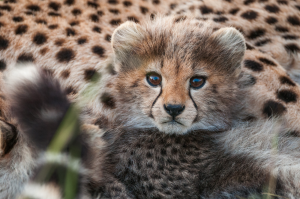 Cheetah cub lying down showing spotted fur and facial markings in close-up view.
