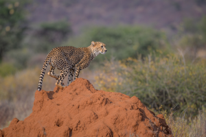 Cheetah standing on a large reddish rock in a natural landscape with sparse vegetation.