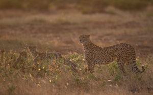 Cheetah standing in grass with cubs partially hidden nearby during golden hour.