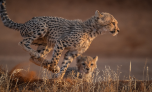 Young cheetah running through dry grass with another cheetah resting in the background.
