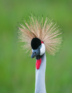 Grey crowned crane close-up showing golden feather crown, blue eyes, black face, and red throat wattles.