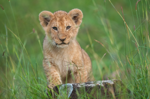 Lion cub standing on a rock in green grass, facing forward.
