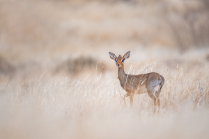 Small antelope standing in dry grassland with large ears upright looking forward.
