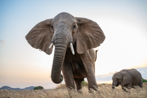 Adult and young elephant standing in grassy field at sunset with mountains in the background