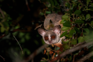 Nocturnal primate with large eyes perched on tree branches among leaves at night