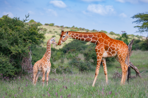 Adult giraffe and young giraffe touching noses in grassy landscape with bushes and hills.