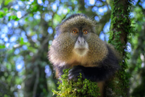 Golden monkey with dense fur perched on mossy tree branch in forest with bokeh background