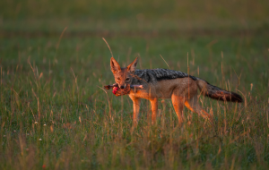 Jackal carrying prey in its mouth standing in grassy field at sunset