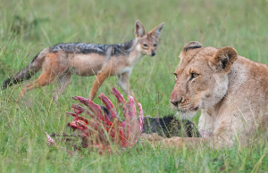 Lioness lying in grass near a large animal carcass with a jackal in the background.