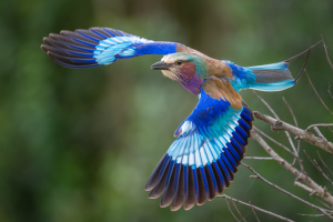 Colorful bird with blue, brown, purple, and turquoise feathers flying near bare branches.