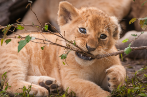 Lion cub lying on ground biting and holding a small leafy branch in its mouth.