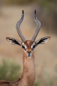 Gazelle with long, curved horns and large ears against a blurred natural background
