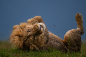 Lion lying on its side on grass with head turned and a clear blue sky background