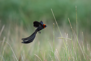 Black bird with red head and long tail flying over green grass.
