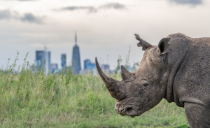 Rhinoceros in grassy field with city skyline and cloudy sky in the background.