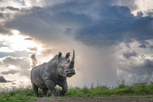 Rhinoceros walking on grassy terrain under a cloudy sky with sunlight filtering through.