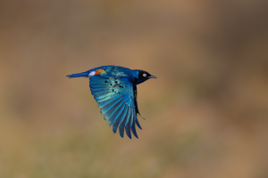 Blue bird with black markings and orange patch in mid-flight against blurred background