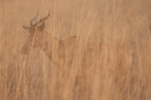 Antelope with curved horns partially hidden in tall dry grass in a natural habitat