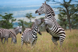 Two zebras interacting on a grassy plain with three zebras grazing in the background.