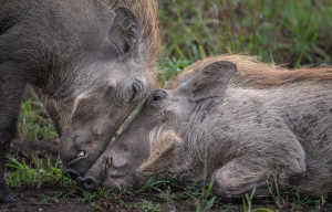 Two warthogs touching faces on grass, one standing and one lying down.
