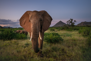 Elephants in a grassy savanna with bushes and hills under a dusk sky.
