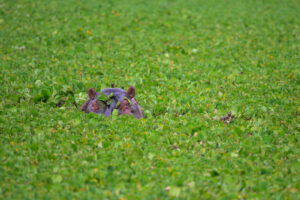 Hippopotamus head visible above water covered with dense green aquatic plants.