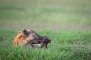 Hyena lying in grass grooming a hyena pup with a blurred green field background