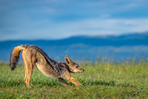Wild canine stretching on grass with mountains and blue sky in the background