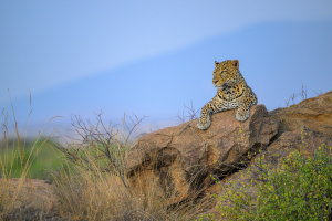 Leopard lying on a rock surrounded by dry grass and sparse bushes under clear sky