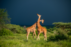 Two giraffes standing close together in green grassland with dark cloudy sky background