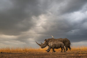 Adult rhinoceros with calf walking on dry ground with grass and cloudy sky, white bird on adult's back