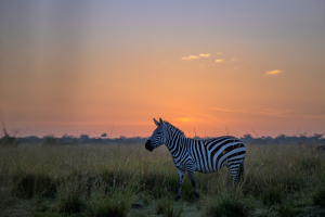 Zebra standing in tall grass with a sunset and orange sky in the background.